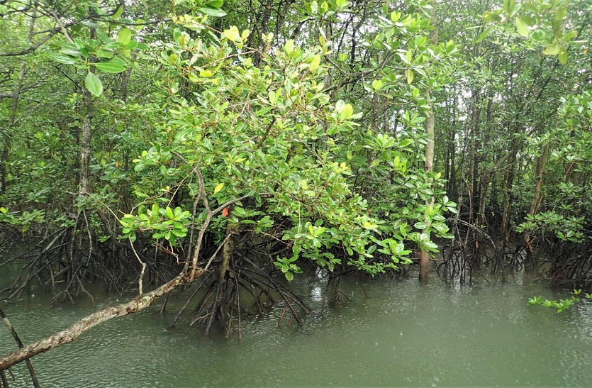 NATURE : पर्यावरण को बचाने इस प्रजाति के 10 लाख पेड़ लगाएगा सिंगापुर