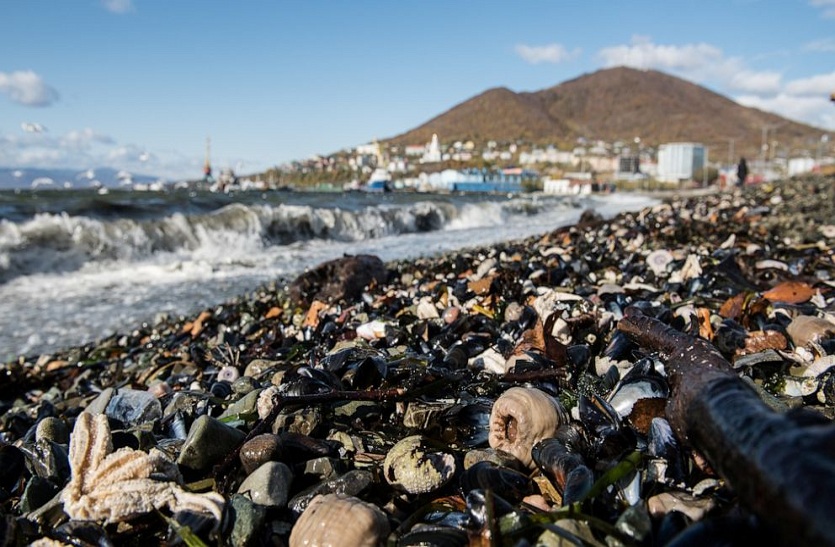 Awacha Bay : अब तक रहस्य बनी है रूस में कामचटका की समुद्र जीव त्रासदी