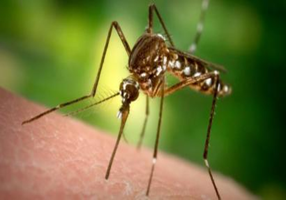 कोरोना के साथ डेंगू व मलेरिया से भी बचना जरूरी :  मुख्य चिकित्सा अधिकारी