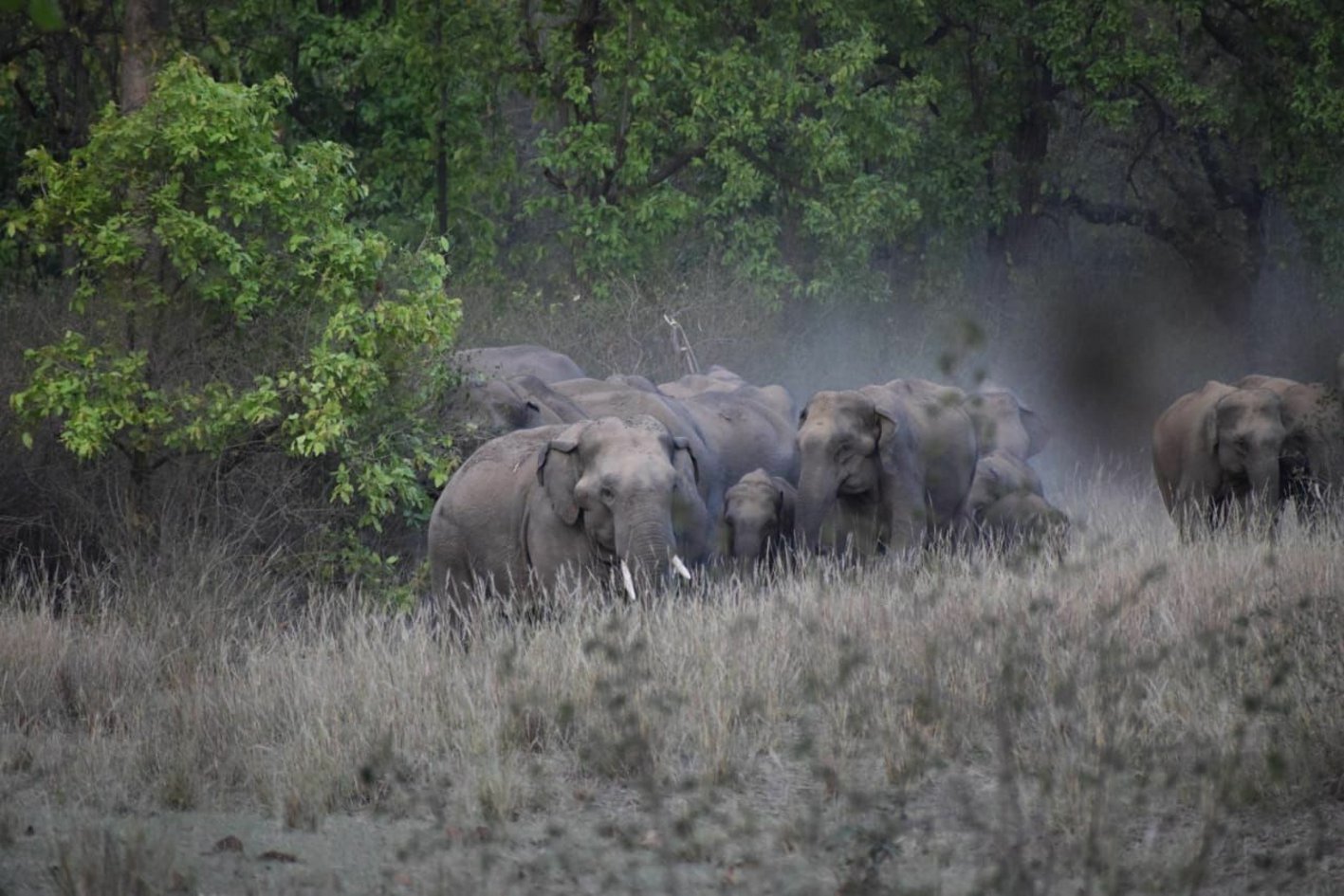 पहले जंगली हाथियों का उत्पात, अब गांवों की ओर बाघों का रुख, टेरिटरी छोड़ घूम रहे बाहर