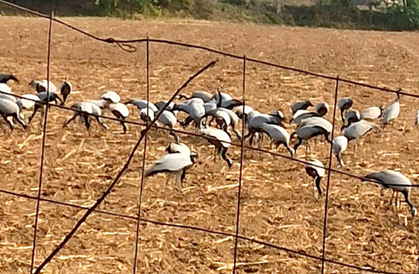 बीसलपुर मे प्रवासी पक्षियों का आना शुरू, बांध के किनारे पर डाला डेरा