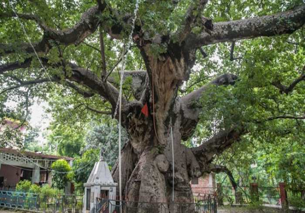अब पर्यटकों को यूपी बुलाएंगे सौ साल के उम्र के पेड़, जैव विविधता बोर्ड ढूंढ़ेगा हेरिटेज ट्री