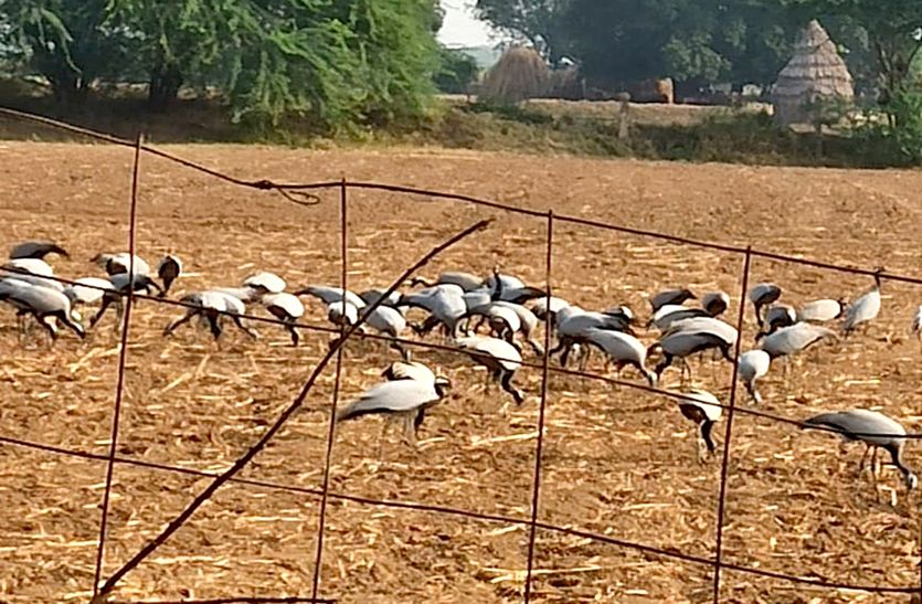 बीसलपुर बांध के जलभराव में प्रवासी पक्षियों ने दी दस्तक