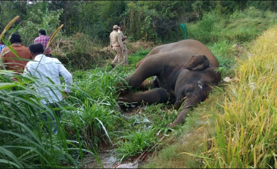 elephant  death