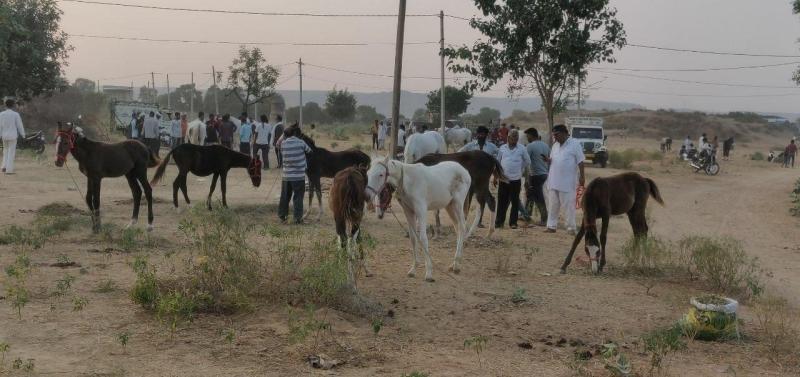 श्री खलकाणी माता का पारंपरिक गर्दभ मेला