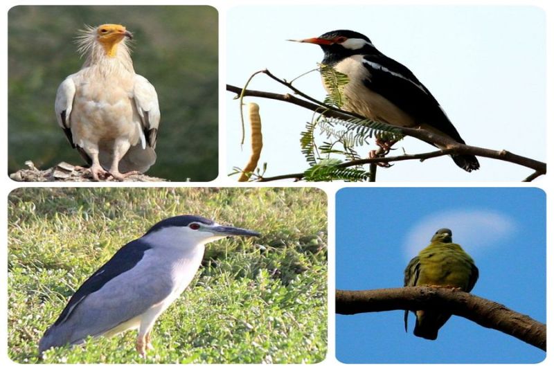 मारवाड़ में कुरजां के बाद शिकारी पक्षियों की दस्तक