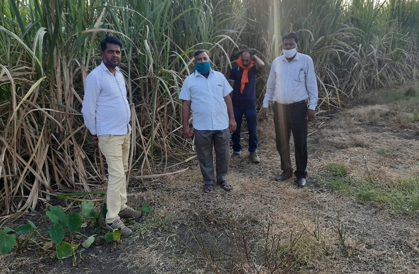 officers of the Department of Agriculture among the sugarcane fields