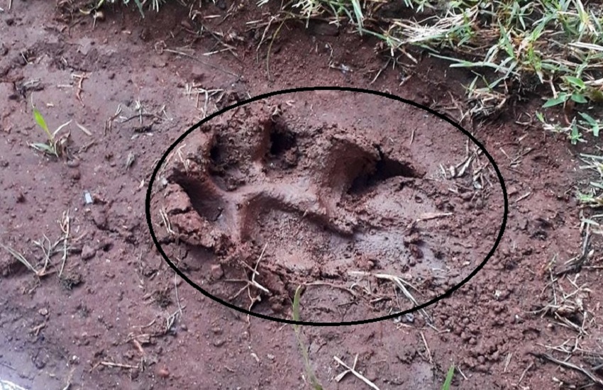 Leopard Footprints