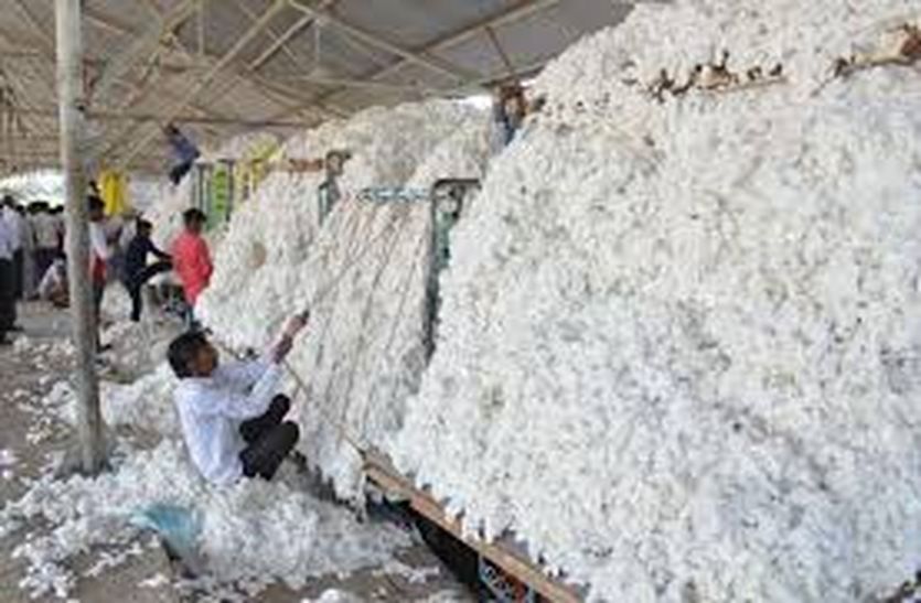 Cotton will be paid only after the live photo of the farmer in bhilwara