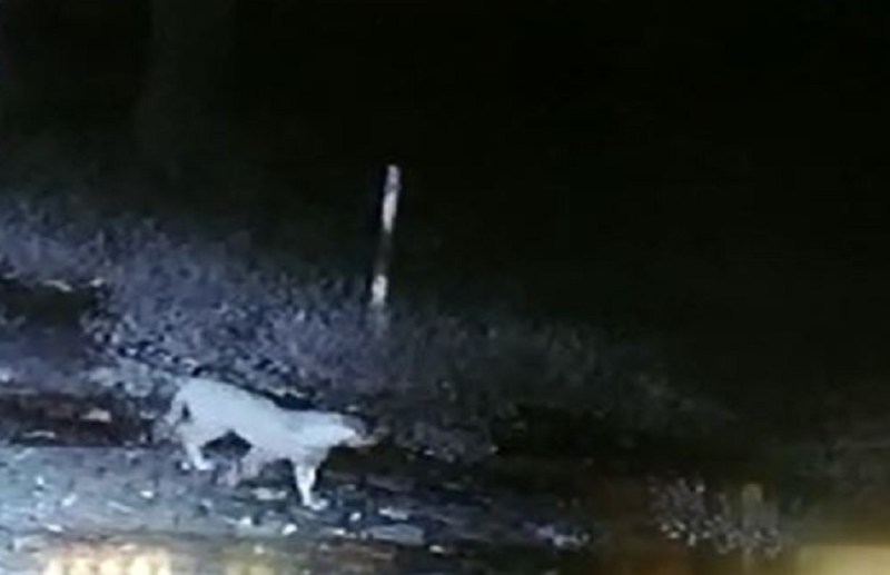 Leopard in Veterinary College Campus