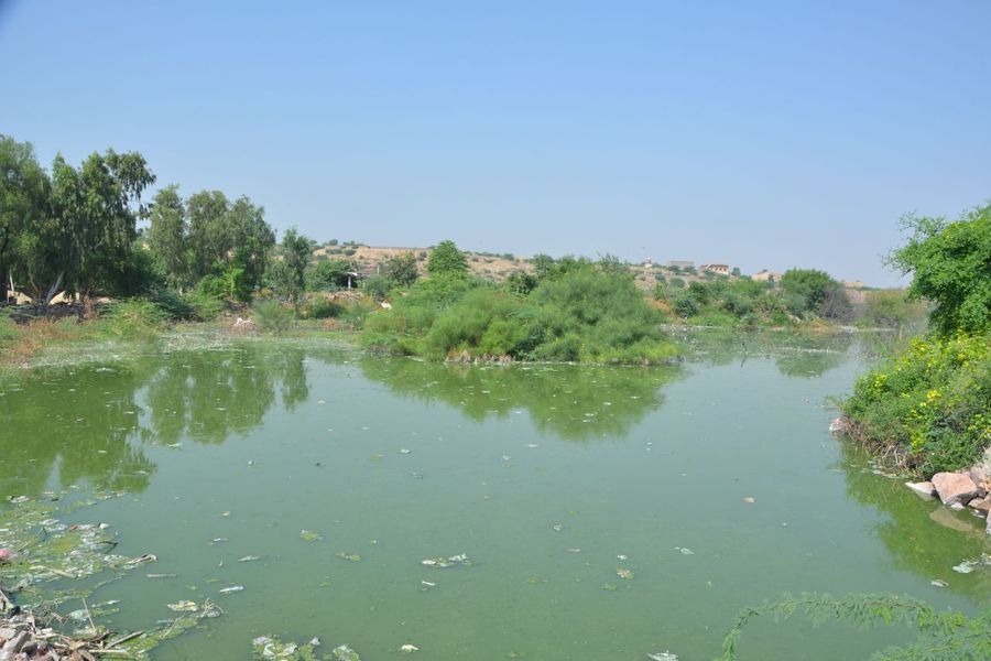 एनजीटी के आदेश के एक साल बाद भी सूरसागर तालाब के नहीं सुधरे हालात