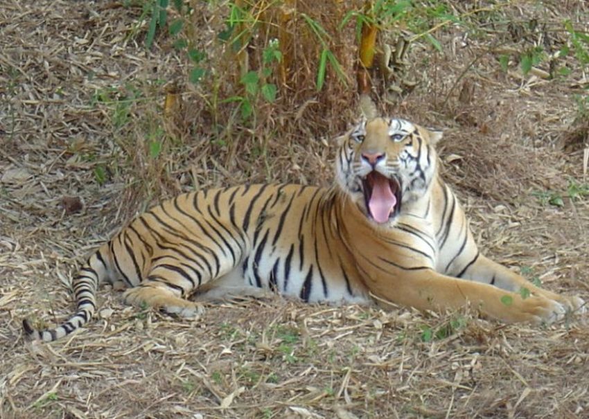 पिलिकुला जैविक उद्यान ने खोया सबसे लोकप्रिय रॉयल बंगाल टाइगर