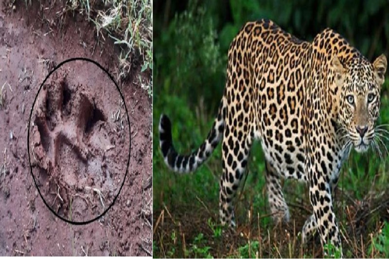 तेंदुआ के पद चिन्ह और तेंदुआ