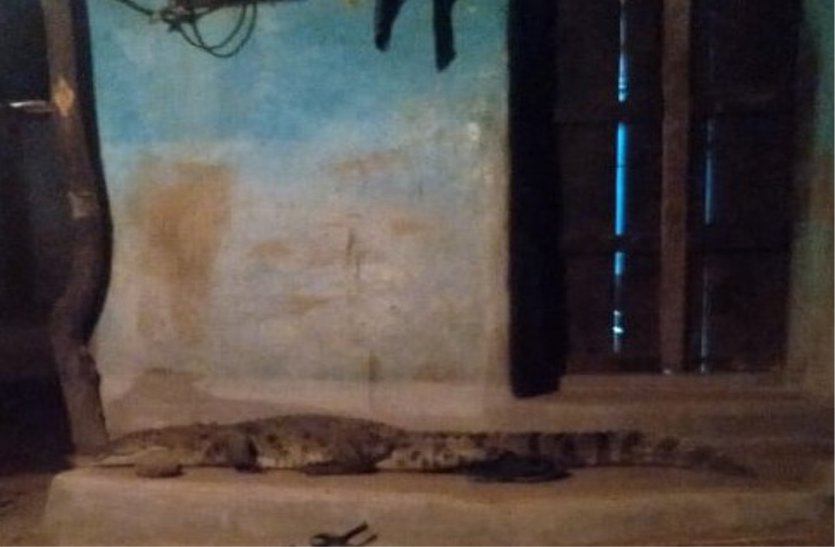 Crocodile reached the threshold of home at midnight