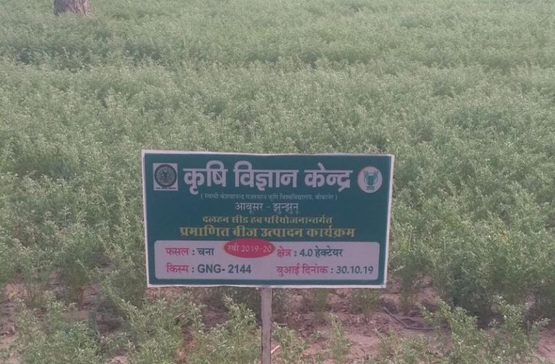 आपको चने का सबसे अच्छा बीज चाहिए तो चले आइए झुंझुनूं