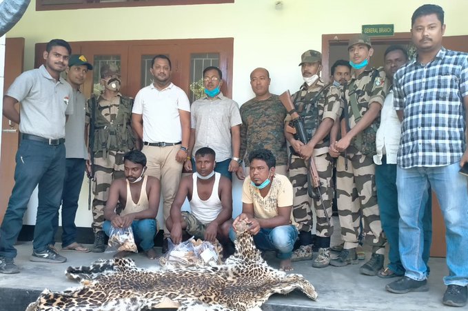 3 arrested in possession of leopard skin from area Biswanath Wildlife