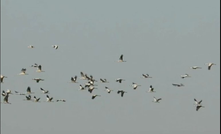 migratory_birds.jpg