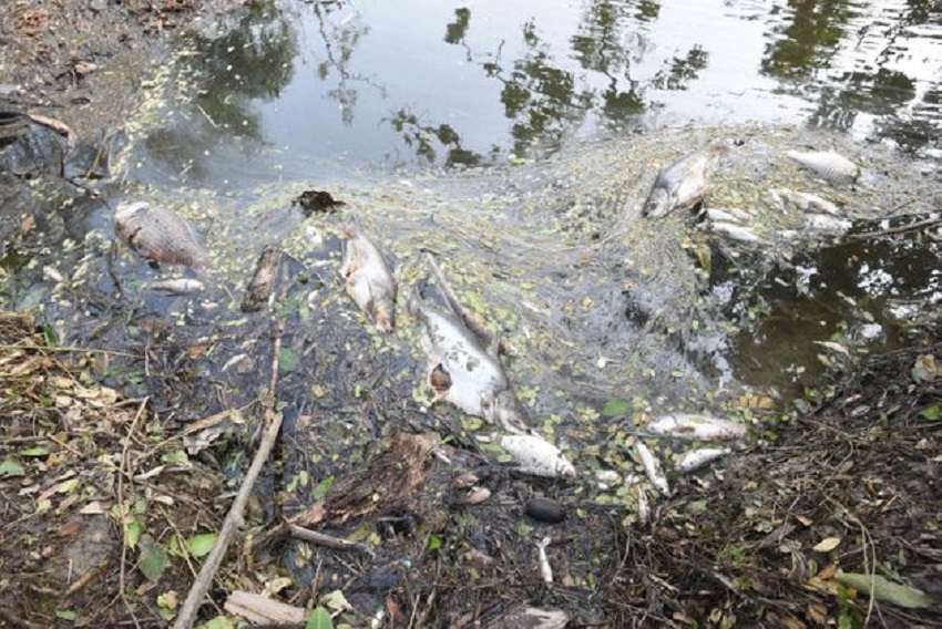 Sundarvan in another thread: अम्फान के बाद अब सुंदरवन पर गहराता प्लास्टिक कचरा का खतरा
