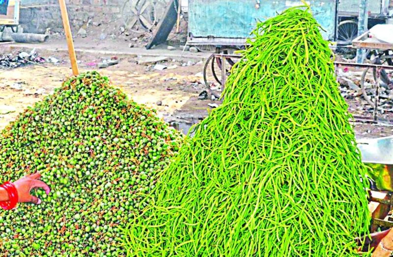 केर-सांगरी, कूमट-बबूल नहीं बन पा रही स्थाई आमदनी का स्त्रोत