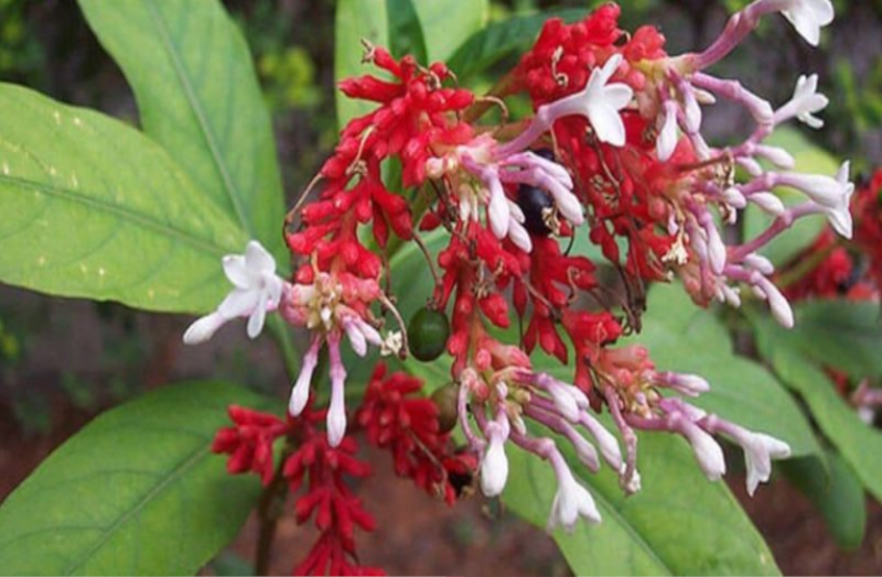 सांप के जहर को भी मार देती है सर्पगंधा औषधि, जानिए इसके अन्य चमत्कारिक फायदे