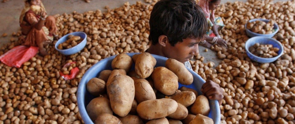 Potato prices rise due to these eight reasons, prices may fall soon