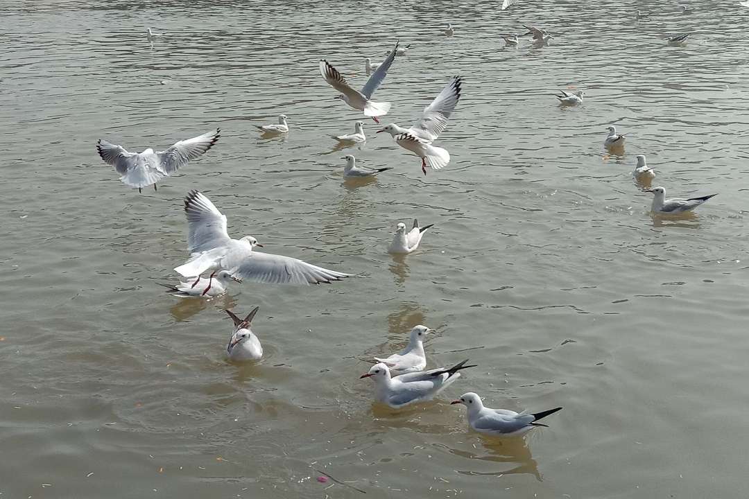Siberian Birds in Narmada