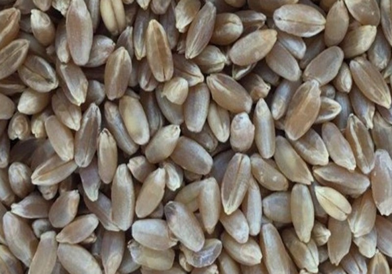 यूपी के किसान हो रहे मालामाल, काले गेहूं की खेती से कमा रहे लाखों