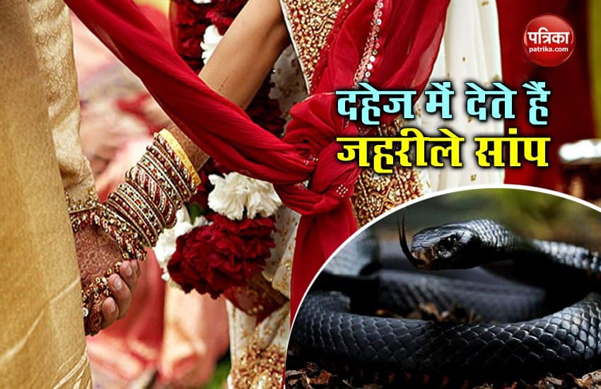 poisonous snakes in dowry