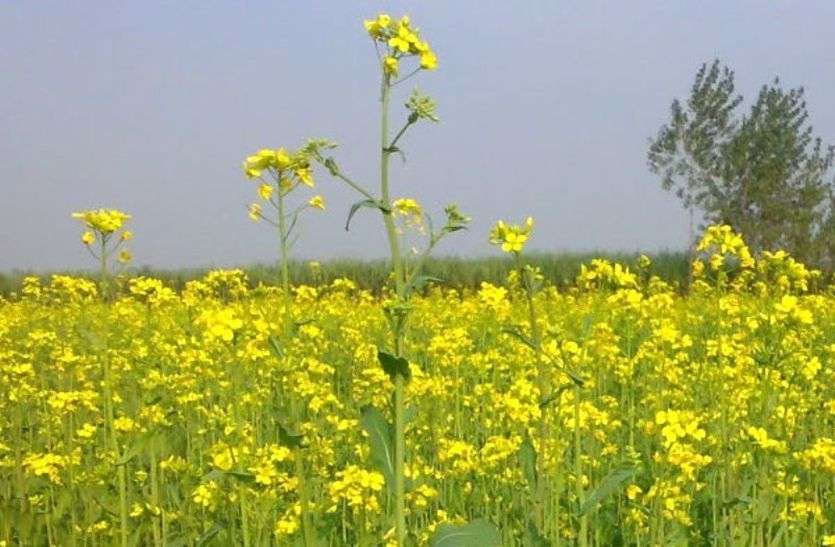 Rajasthan: Mustard Crop Delay Due To Less Rain