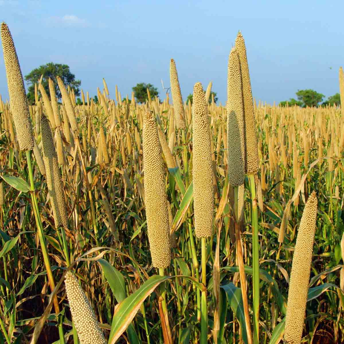 MILLET---जोधपुर से पास और फेल होता है देश का बाजरा