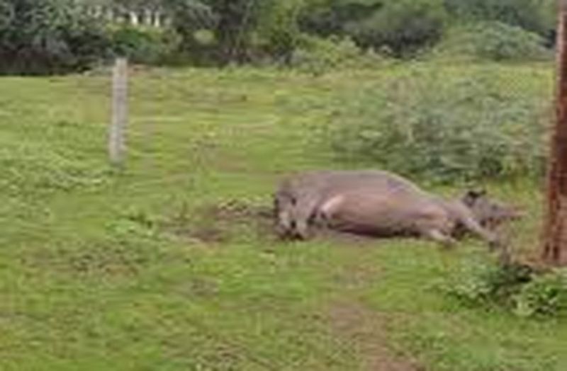 11 केवी विद्युत तार टूटकर भैंस पर गिरा, मौत