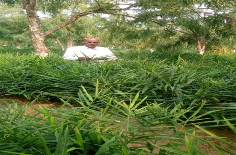 Dharmdev Yadav Farmer Learnt Ginger Farming From Israel