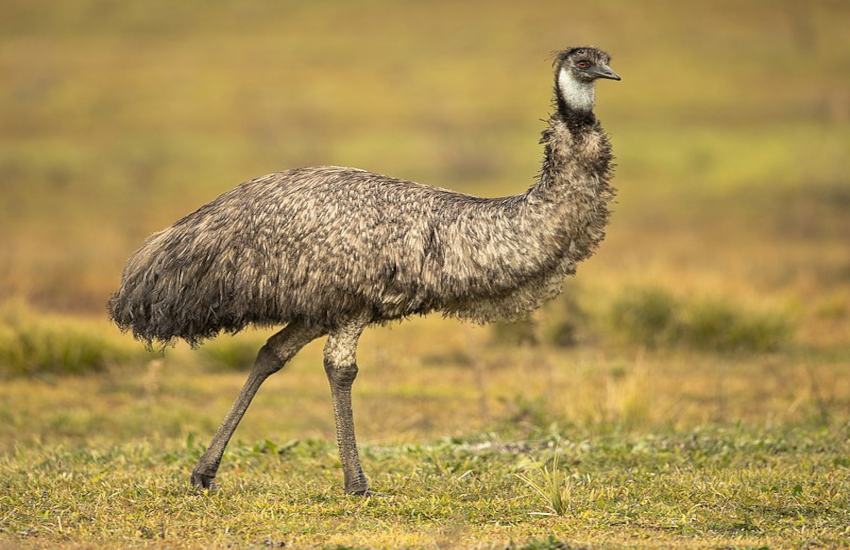 emu_bird_war_in_australia.jpg