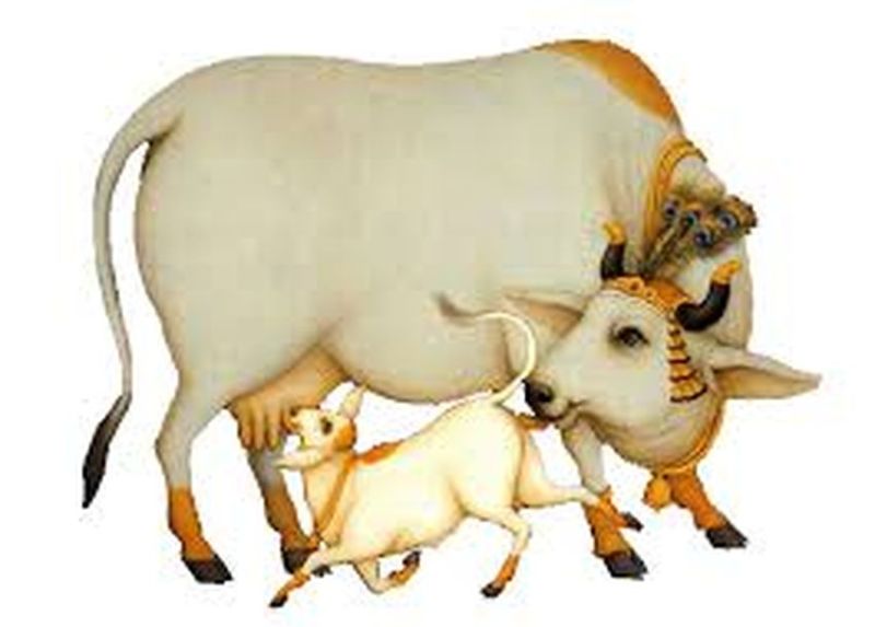 AKAL ABHIYAN: पहले चरण में गोशाला से लेंगे आठ लाख बिनदुधारु गाय