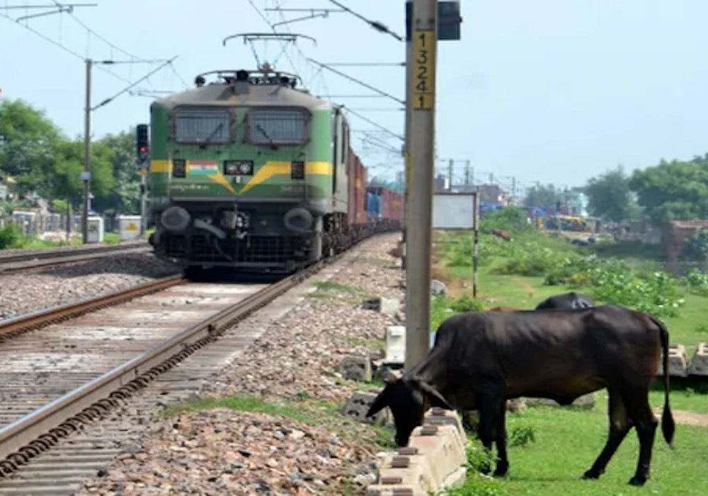 रेलवे के लिए मुसीबत बन रहे छुट्टा जानवर, रेलवे ट्रैक पर मवेशियों के कारण प्रभावित हो रहा ट्रेनों का संचालन