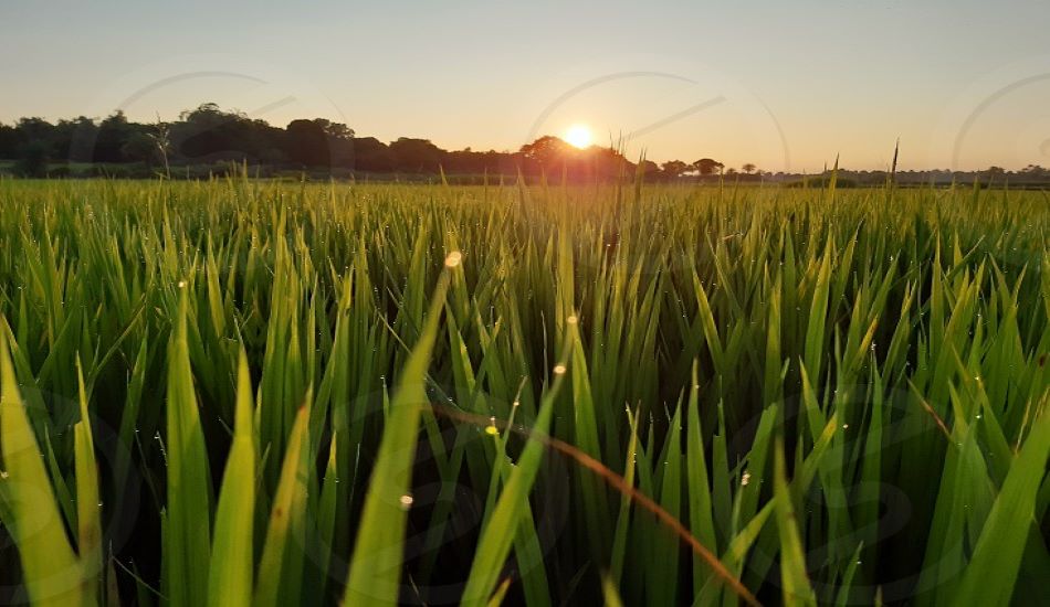 AGRICULTURE--जिले में 50 करोड़ मूल्य फसलों की सीधी खरीद हुई
