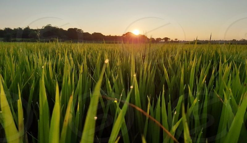 AGRICULTURE--जिले में 50 करोड़ मूल्य फसलों की सीधी खरीद हुई