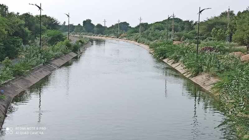 रेगिस्तान में किसानों ने कैसे किया कमाल, फसल धमाल