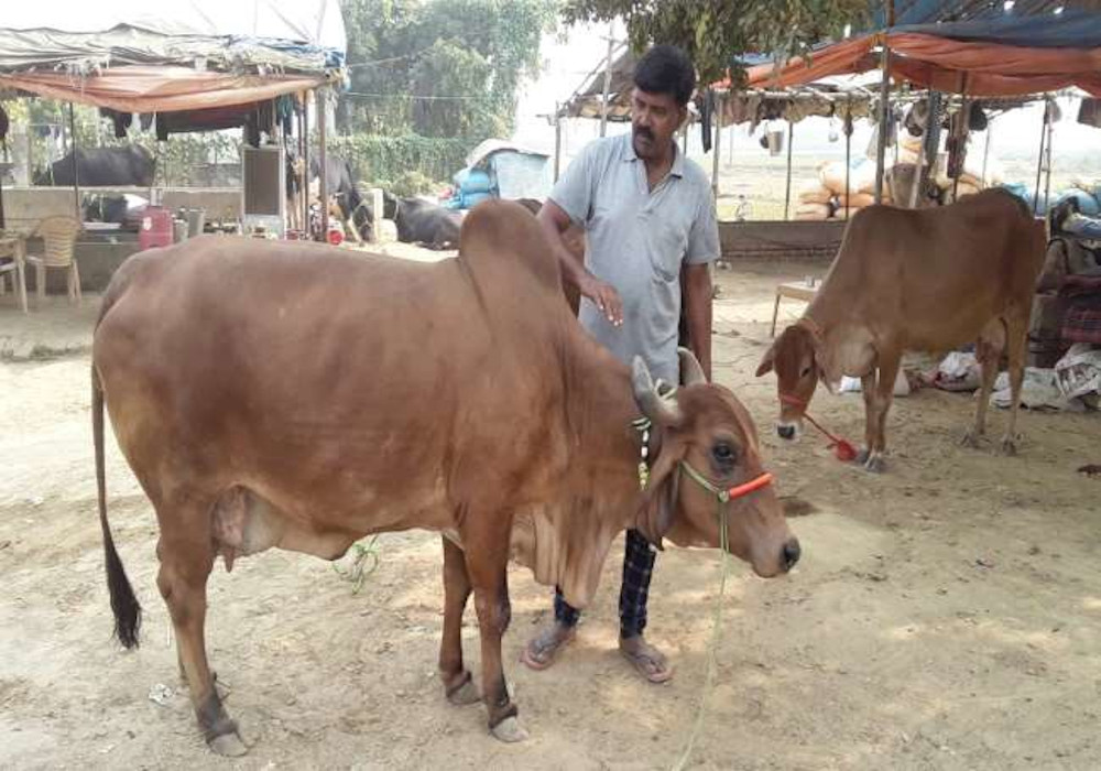 पशु मेले की शान बनी राजस्थान की गाय, डेढ़ लाख में बिकी एक भैंस