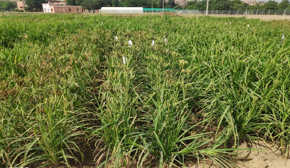 AGRI NEWS---गेहूं-धान की तुलना में मोटा अनाज ज्यादा पौष्टिक