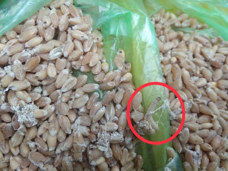 राशन दुकान से बांट दिया सड़ा और इल्लियों वाला गेंहू