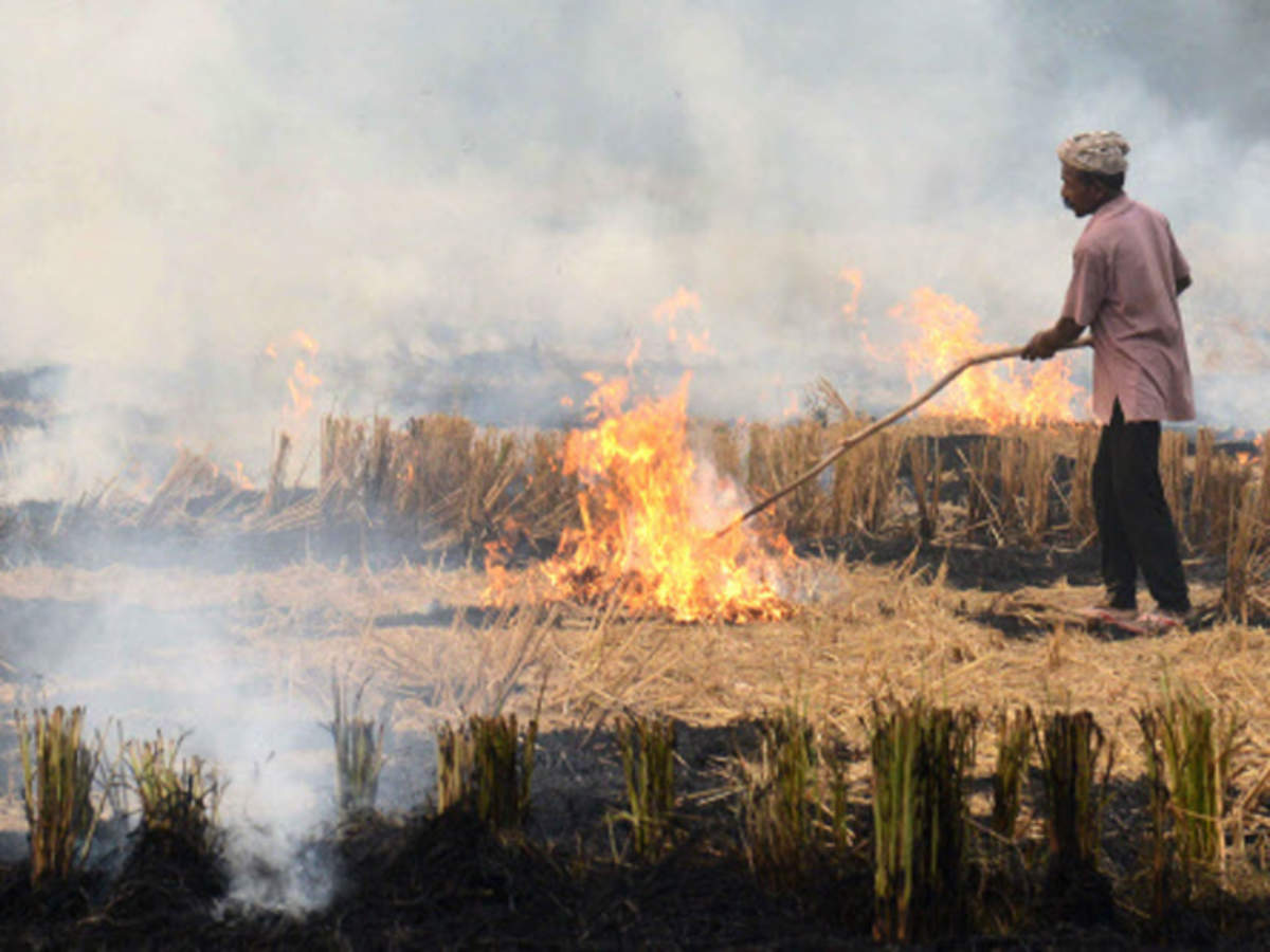 punjab farmers burns Stubble.