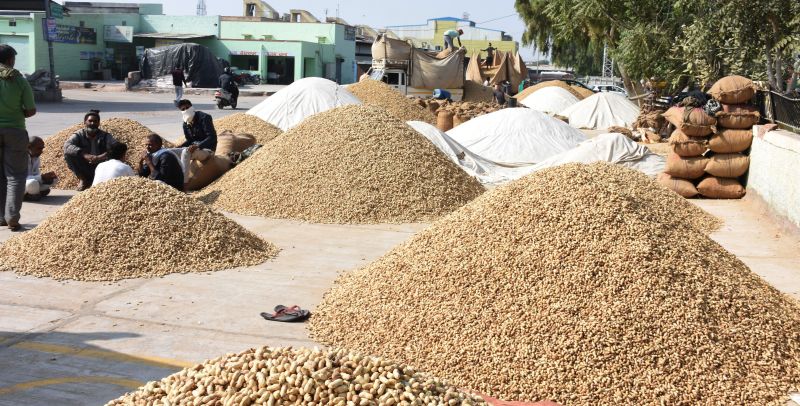 मूंगफली की आवक ने पकड़ा जोर, बाहर के खरीदार पहुंचे