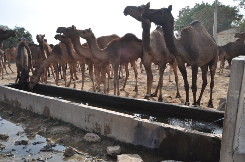 बचा सको को बचा लो : डूबने लगा है राजस्थान का 'जहाज' !