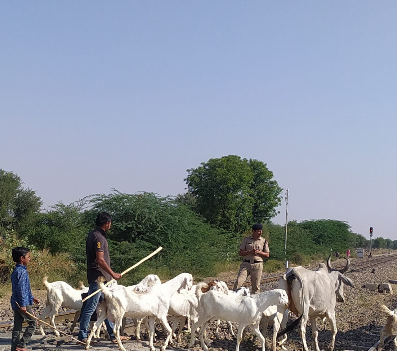 RAILWAY---आरपीएफ पशुपालकों को कर रही जागरुक