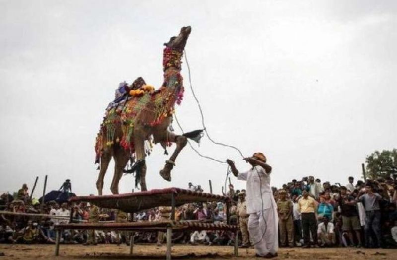 ऊंट महोत्सव की थीम में बदलाव की संभावना, तिथि अभी तय नहीं