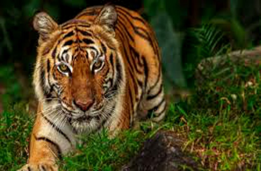 भोरमदेव अभयारण्य में राष्ट्रीय पशु बाघ की संदिग्ध मौत पर वन विभाग ने साधी चुप्पी, केंद्रीय जांच से किया किनारा