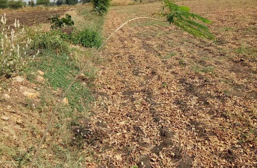 बजट व प्रचार-प्रसार के अभाव में दम तोड़ रही खेतों की मेड़ पर पौधरोपण की योजना