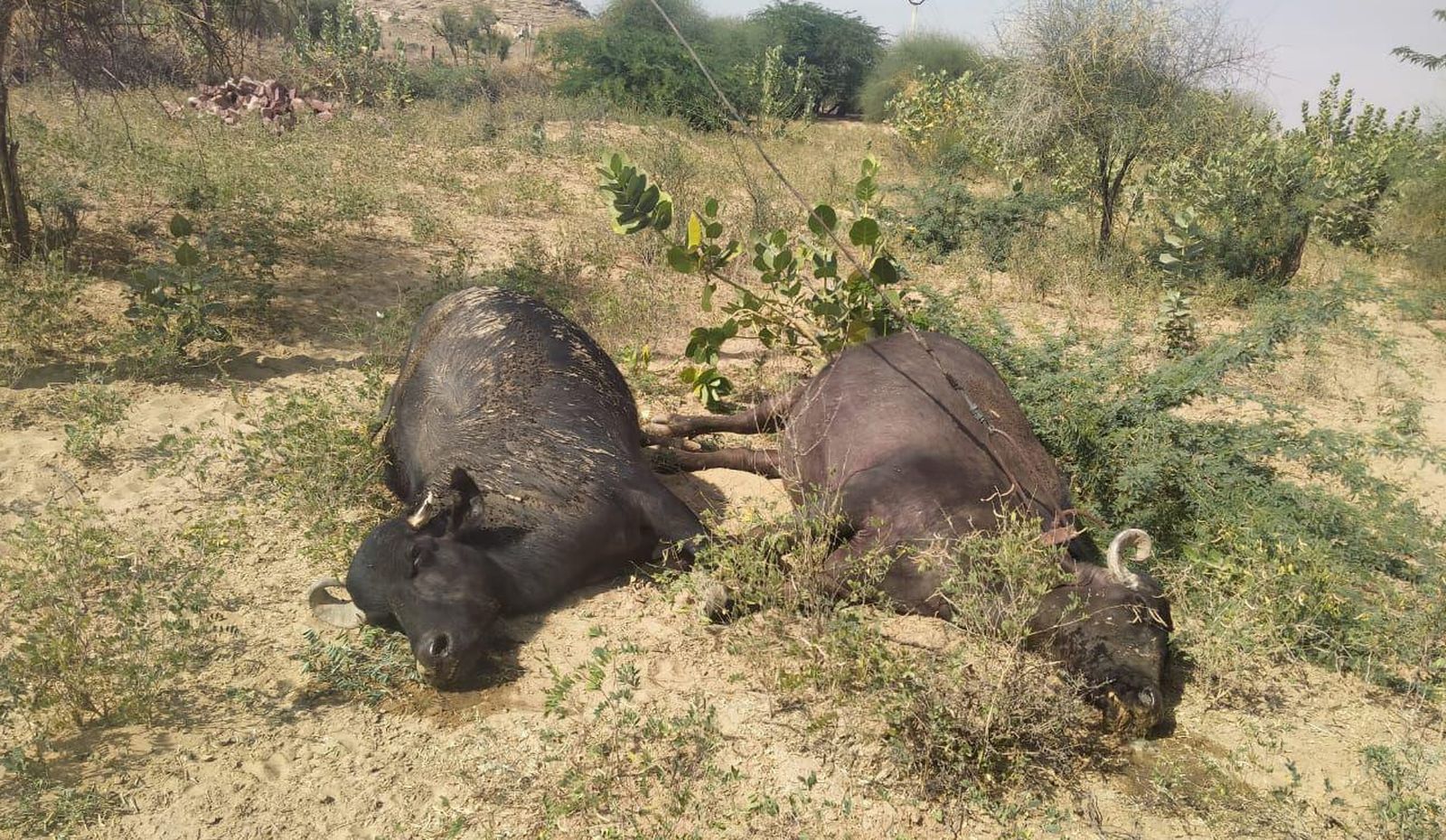 डिस्कॉम की लापरवाही ने ली दो भैंसों की जान
