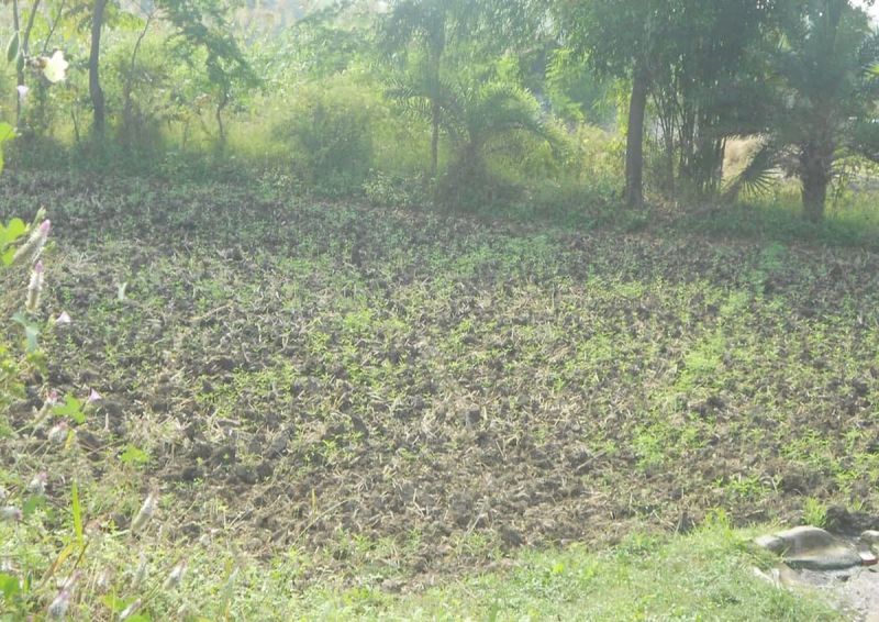 रबी की बुवाई में दलहन फसलों पर जोर